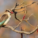 Martin-chasseur à tête brune, Katima Mulilo