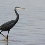 Aigrette des récifs