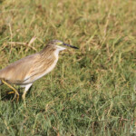 Héron crabier, Djoudj