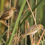 Tisserins à tête noire, Djoudj