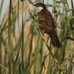 Coucal du Sénégal, Djoudj