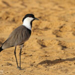 Vanneau éperonné, Djoudj