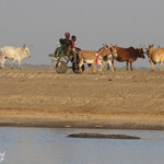 Les pistes autour du Djoudj