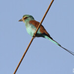 Rollier d'Abyssinie, Djoudj