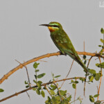 Guêpier de Perse, Djoudj