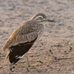 Oedicnème du Sénégal, Djoudj