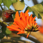 Souimanga à poitrine rouge, Katima Mulilo