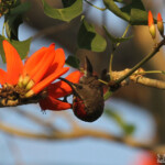 Souimanga à poitrine rouge, Katima Mulilo