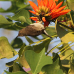 Souimanga à poitrine rouge, femelle, Katima Mulilo