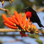 Souimanga à poitrine rouge, Katima Mulilo