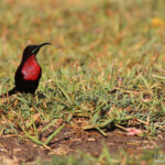 Souimanga à poitrine rouge, Katima Mulilo
