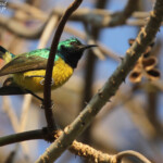 Souimanga à collier, Katima Mulilo