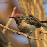 Souimanga fuligineux, Katima Mulilo