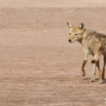 Chacal du Sénégal, Sine Saloum