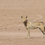 Chacal du Sénégal, Sine Saloum
