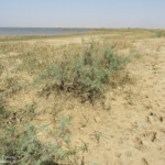 Observatoires près du grand lac, Djoudj