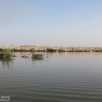 Colonie de Pélicans blancs, Djoudj