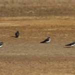 Hirondelles de rivage, Djoudj