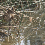 Marouette de Baillon, Djoudj