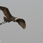 Aigrette des récifs, Djoudj