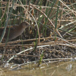 Marouette de Baillon, Djoudj