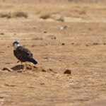 Balbuzard pêcheur Djoudj