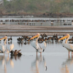 Dendrocygnes veufs et Pélicans blancs