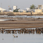 Dendrocygnes veufs, Djoudj