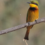 Guêpier nain, Djoudj