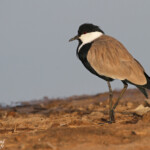 Vanneau éperonné, Djoudj