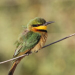 Guêpier nain, Djoudj