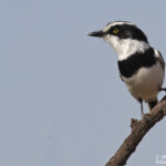 Pririt du Sénégal, Djoudj