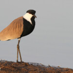 Vanneau éperonné, Djoudj