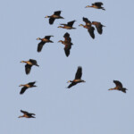 Dendrocygnes veufs, Djoudj