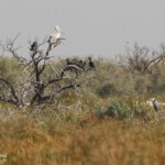 Pélican gris, Djoudj