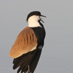 Vanneau éperonné, Djoudj