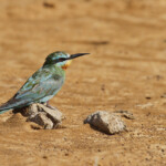 Guêpier de Perse, Djoudj