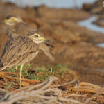 Œdicnèmes du Sénégal, Djoudj