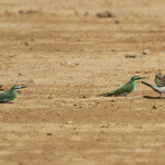 Guêpiers de Perse, Djoudj