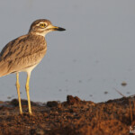 Œdicnème du Sénégal, Djoudj