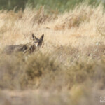 Chacal du Sénégal, Djoudj