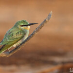 Guêpier de Perse, immature, Djoudj
