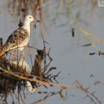 Combattant varié, Djoudj