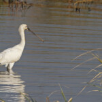 Spatule blanche, Djoudj