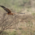 Busard des roseaux, Djoudj