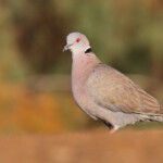 Tourterelle pleureuse, Djoudj