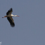 Cigogne blanche, lac de Gainth, Djoudj