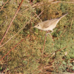 Hypolaïs obscure, Djoudj