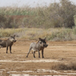 Phacochères, Djoudj