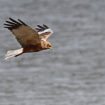 Busard des roseaux, Djoudj